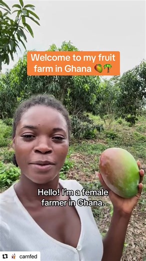 Meet the young female farmer in ghana #agricultureghana #youngfarmers #viral #youthinagribusiness @FarmMate Africa 🇬🇭 @A2 Agro Allied @AgriKonnect