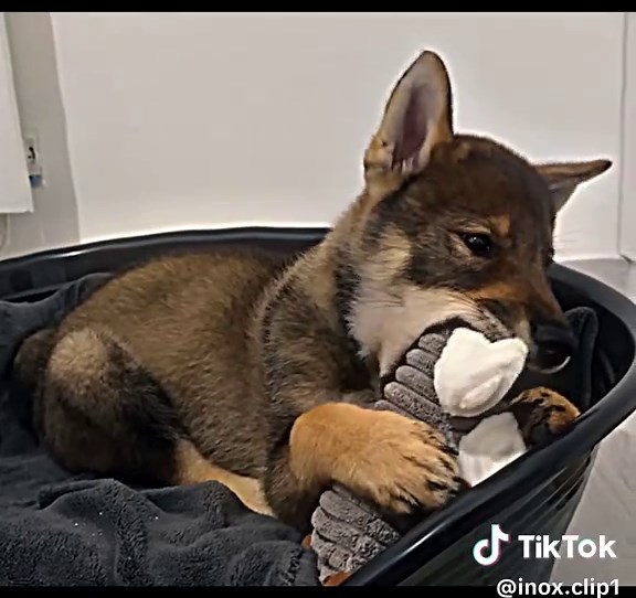 2 frères 2 fauves ❤️ #inoxtag #inox #ace #2freres #fyp