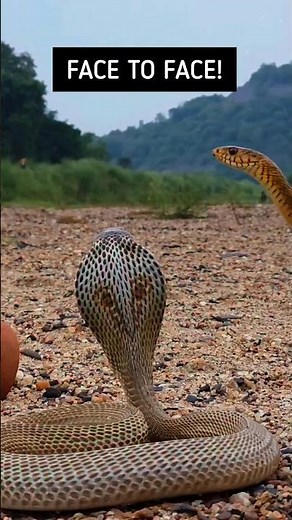 Cobra vs Rat Snake 🐍 Face to Face | Cobra vs Dhaman Snake Showdown