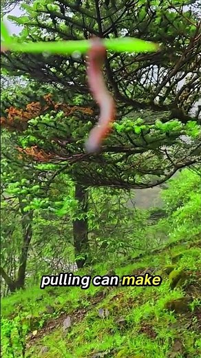 How to Safely Remove a Leech Bite | First Aid Explained #leech