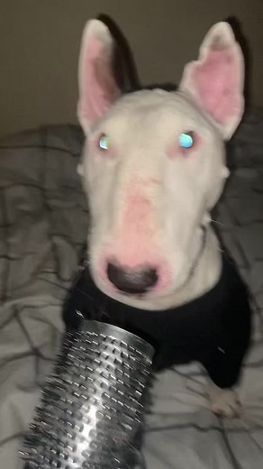 Walter the Dog: Rapper Extraordinaire