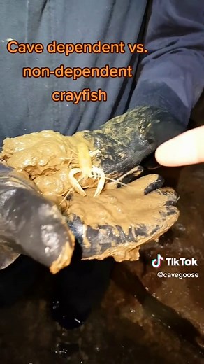 #crayfish #crawfish #crawdad #cave #cliffsandcaves #cavetok #caving #spelunking #outdoors #explore #adventure