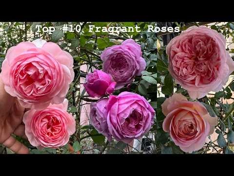 10 Most Fragrant Roses to Delight Your Senses | David Austin, Kordes, Meilland #garden #rose