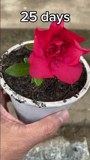 Propagate azaleas from cuttings