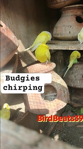 Happy Budgies Chirping 🐦 | Cute Parakeets Singing Together #budgies #chirping #lovebirds