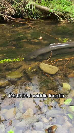 Embracing the Carefree Life of Longfin Eels