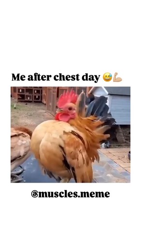 Musclememes on Instagram: "🤣🤣🤣🤣 Don’t forget to like, save, and share our posts Follow @muscles.meme for more! #strengthtraining #strength #fitness #gymmemes #funnygymmemes #personaltrainer #personaltraining #workout #exercise #reels #weightlifting #powerlifting #gymhumor #gymlifestyle #girlswholift #resistancetraining #groupfitness #groupfitnessinstructor #gymreels #funnygymreels #workoutmemes#memes #cbum #workout#chest #chestday #legday #reels"