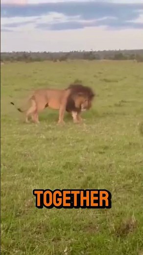 Lions Acting Like Big House Cats Is a Thing Now! 🦁 #shorts