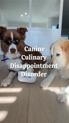 WILLY | GoodDog on Instagram: "Warning: Side effects of Dr. Pol Dog Food may include zoomies, excessive lip-licking, and asking for seconds… or thirds 😂🥣 #DrPolDogFood #AD”"