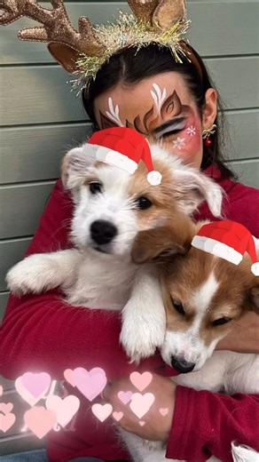 Premier Face Painting Ireland on Instagram: "✨🦌 Glittery Gold Reindeer Magic 🦌✨ Step into the sparkle season with this bright, fun, and festive reindeer face paint design! ✨💛 This look is all about shimmering golds, glowing highlights, and playful details that make the design pop on camera and in real life. Our beautiful model Angelica absolutely brings this reindeer to life with her flawless canvas and festive vibes 🤍🦌 Perfect for Christmas events, winter festivals, parties, and face paint