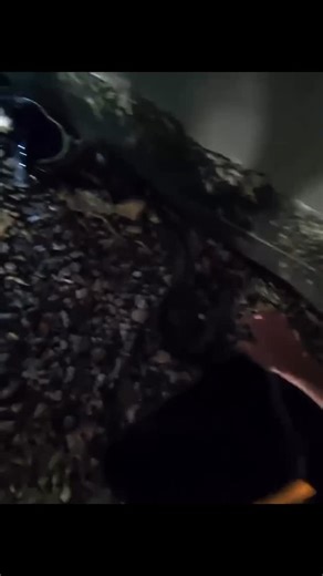 Coastal carpet Python from Guanaba. Thank you Tom. Did you know whilst pythons are non-venomous they have a mouth full of small sharp teeth in defence? #hudsonsnakecatching #snakecatcher #goldcoast | Hudson Snake Catching - Gold Coast Snake Catcher