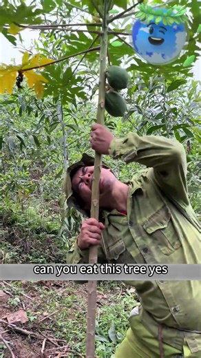 Can You Eat This Tree#foryou #shorts