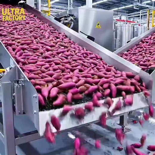 Processing of Purple Sweet Potatoes in the Factory