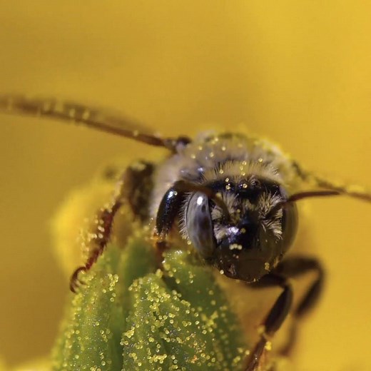 These cactus bees are under immense pressure when it comes to their young. 🐝🌵 | Discovery Channel UK