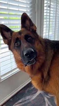 When Dogs Get OFFENDED 😂🐶 | Funny Dogs Being Upset & Dramatic Moments Compilation