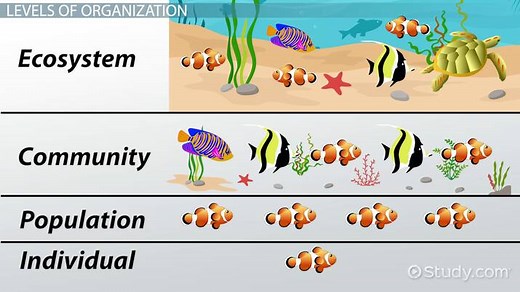Ecosystems Lesson for Kids: Definition & Facts
