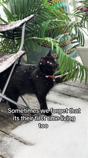 His name is Jinx bc we thought he was a girl so now I joke that he is actually nonbinary.