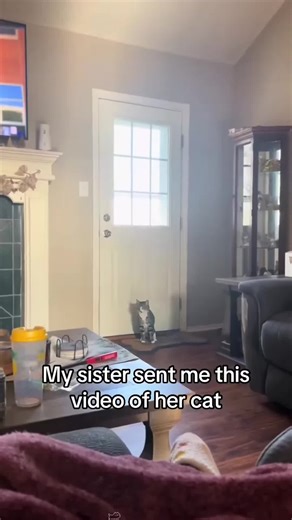 Cats Reacting to Moving Objects: A Hilarious Compilation