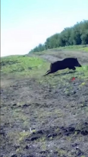Wild Boar Taken Down in One Shot – Insane Speed & Destructive Power!