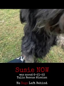 Remember Susie? The look of fear in her eyes when saved brought us so many tears! Please watch the video to see Susie now. She loves to run and play! Apply to adopt Susie at http://bit.ly/NDLB-Susie With your help, we saved Susie and so many others! Please help us continue our live saving work. Help us save more lives like Susie. Please donate today at https://bit.ly/NDLB_GiveSeason2023 Thank you so much for your kindness and support. Together, we fight the good fight. #savedogs #helpdogs #dogme