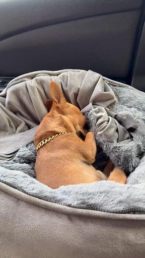 Milton waking up 🙆🥱 #dog #doglover #pets #chihuahua #chihuahualove | miltonnkez
