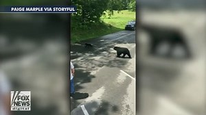 Raw video: Mother bear charges at man who got too close to her cubs