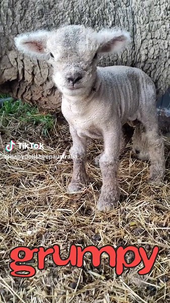 Adorable Baby Doll Sheep Showing Attitude