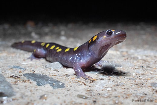 Volunteers protect salamanders during spring migration