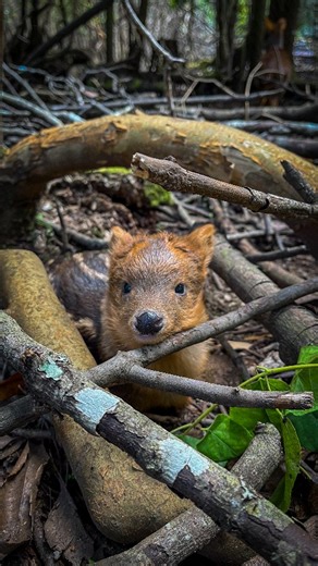 Fundación Rewilding Chile on Instagram: "¡Temporada de crías de Pudúes! 🌱🦌 (English below) El pudú que aparece en este video tenía solo 2 días de vida. Pesaba menos de un kilo y presentaba manchas blancas en su pelaje, una característica propia de las crías que les permite camuflarse en el bosque. Estas manchas desaparecen gradualmente, alrededor de los 5 meses de edad. El 18 de noviembre, nuestro equipo de Vida Silvestre visitó el Centro de Rescate y Reproducción de Fauna Andina, en Villarric