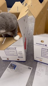 Meet your future pet! 🐈🐈‍⬛ Adoptions are only $50 for the entire month of July! Help us #EmptyTheShelters so that we can continue our live saving work at River Kitty and the VHS 🐾 #catcafe #downtownevansville #adoptdontshop #unboxingvideo | River Kitty Cat Cafe