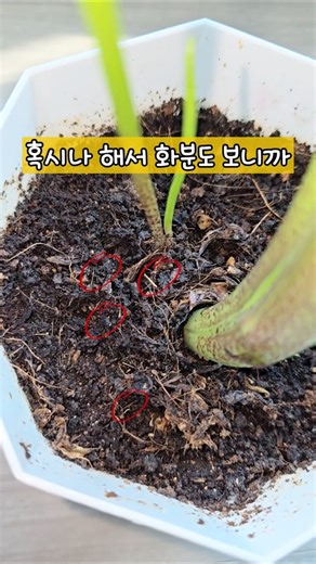 화분 벌레 간단 퇴치 방법!