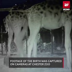 14K views · 320 reactions | Giraffe falls 6ft to the ground as its mum gives birth at Chester Zoo | Liverpool Echo News | Facebook