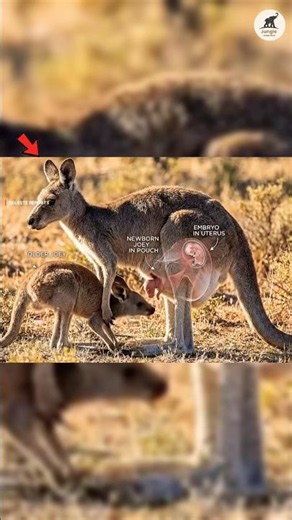 This Animal Can Freeze a Pregnancy for Months! 😨