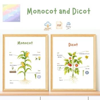 Monocot and Dicot Poster Set | Plant Classification Wall Art for Kids