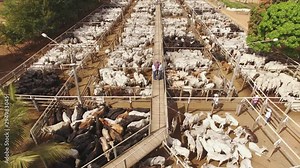 Large livestock confinement farm. Aerial view of a large beef cattle feedlot farm. Brazilian breed mixing nellore and angus. Brazilian livestock fattening cattle. Stock Video