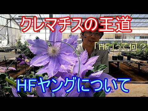 Explanation of the Clematis 'HF Young' variety (the meaning of HF will be explained in the latter...