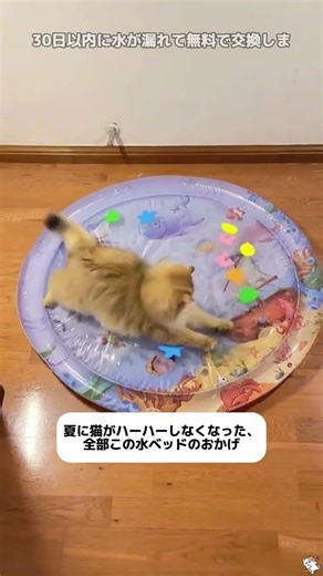 冷たくて遊べるウォーターベッど#🐶❤️ #犬用品 #可愛い #ペット用品 #おすすめ fypシ