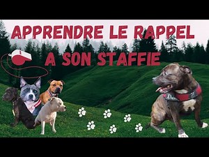 COMMENT APPRENDRE LE RAPPEL A SON STAFFIE / STAFFORDSHIRE BULL TERRIER : Education , dressage chien