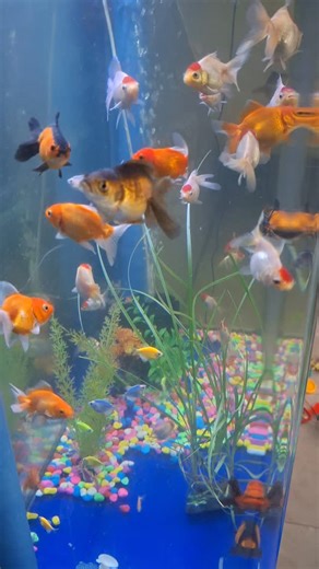 🇹🇿Marybul Tropical Fish Store on Instagram: "Beautiful Pairs of Goldfish 7cm/3 inches for Tzs 10,000 10cm/4inches forbTzs 30,000"