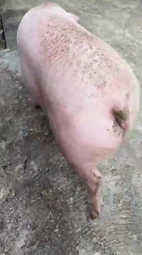 Pig Breeding, Nice SOW ★ Life of Pigs P43✔ #pigmating #pigs #Animal