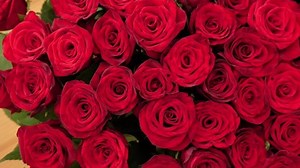 clip-1094896089-blooming-rose-flowers-top-view-beautiful-red