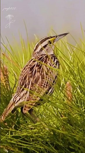 Bird Songs & Whistling Sounds for Relaxation, Nature Lovers & Focus, Sleep