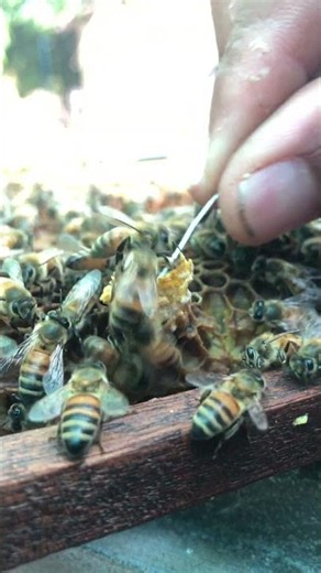 Stopping a Swarm Before It Starts 👑🐝 Queen Cell Management #Shorts
