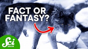 Were dire wolves actually real?