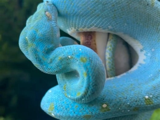 【爬宠欣赏】Morelia viridis绿树蟒