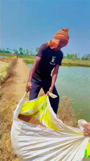 Feeding Frenzy: How Pond Nutrition Boosts Fish Health