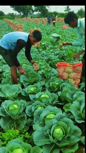 Farmers Collaborate to Harvest Cabbage, Manual But Fast!