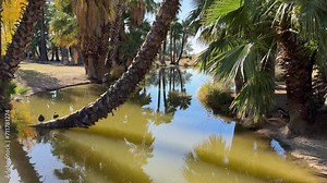 Agua Caliente Regional Park in Tucson Arizona, mirror reflection in the pond