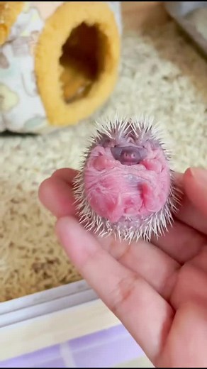 200K views · 7.5K reactions | Hedgehog Moment 131 : Rating of this Clip 0-10 As a Hedgehog lover ❤️❤️ #hedgehog | The Daily Hedgehog Show | Facebook