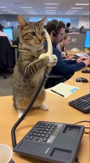 Cat Working at a Call Center 😹📞 | The Funniest Customer Service Ever!